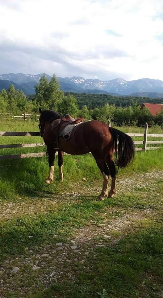Musketeers Cabin โปรุมบาคู เด ซุซ ภายนอก รูปภาพ
